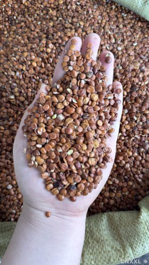 spice_8365_c5267cd9_1.jpg