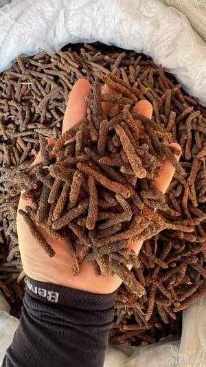 spice_8366_733fbe58_1.jpg