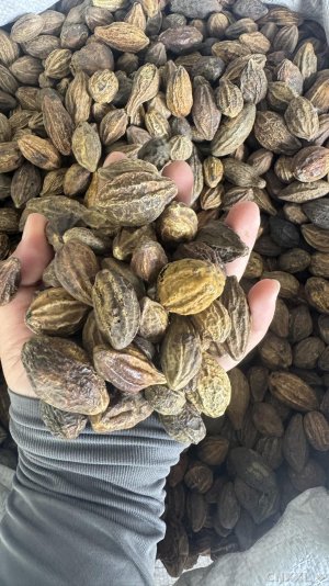 spice_8378_11c47ea4_1.jpg