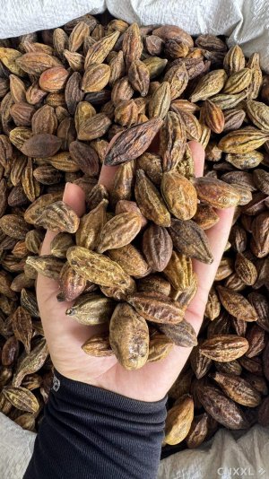 spice_8379_8096190f_1.jpg