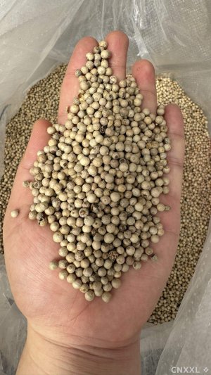 spice_8432_e68127e2_1.jpg