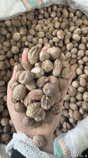 spice_8718_8e761075_1.jpg