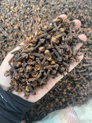 spice_8747_a38e9dd0_1.jpg