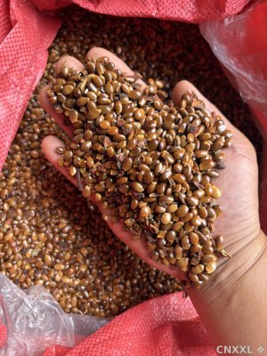 spice_8940_4aa03aa0_1.jpg