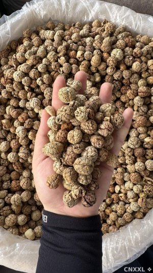 spice_10153_c94ada9d_1.jpg
