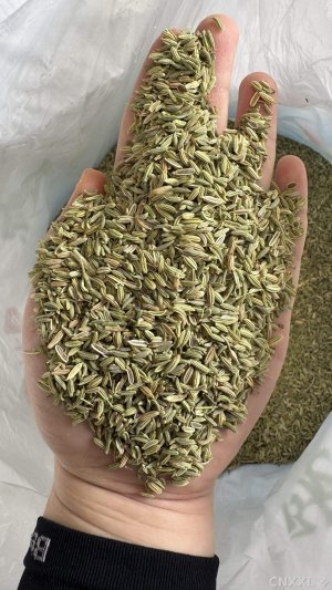 spice_2256630_cef331b7_1.jpg