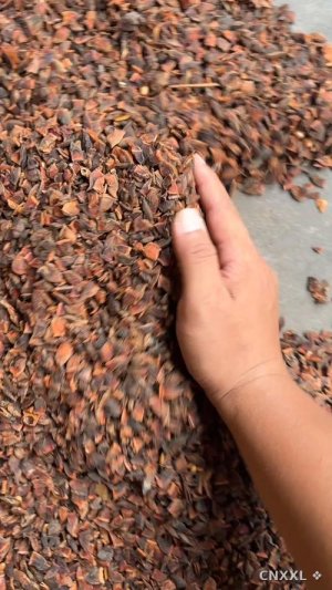 spice_2358110_6b1b27c8_1.jpg