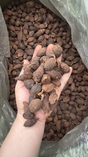 spice_25463_fe1f7fff_1.jpg