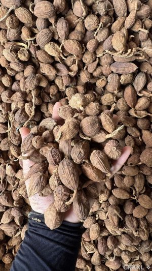 spice_25601_0c92e802_1.jpg