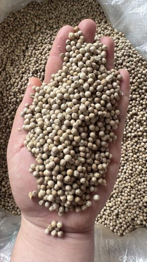 spice_3596509_6700b5c0_1.jpg