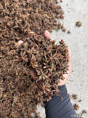 spice_3769473_512cdc35_1.jpg