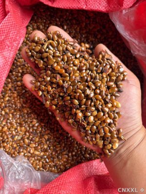 spice_4244329_a88d3c7e_1.jpg