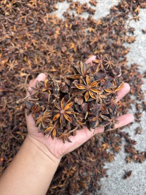 spice_4372406_3e3d0362_1.jpg