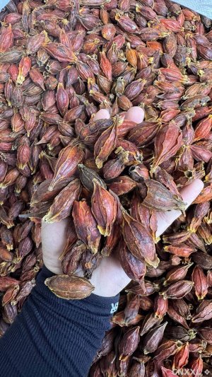 spice_4377495_15cf9b42_1.jpg