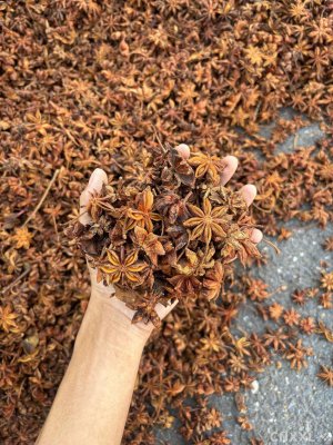 spice_4571753_e6995ab6_1.jpg
