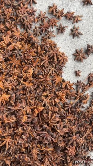 spice_4781580_20f361d7_1.jpg