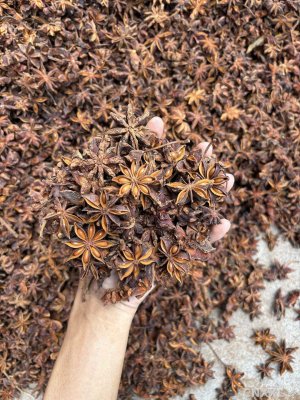 spice_5098429_cc1a6931_1.jpg