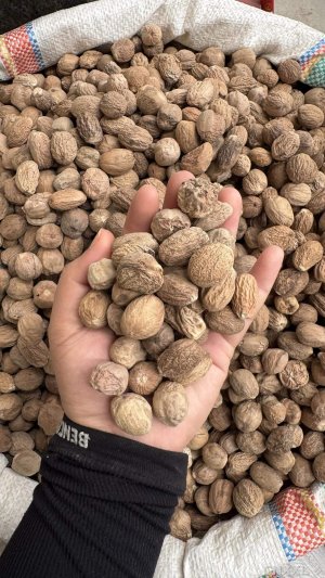 spice_5298552_6fa232cf_1.jpg