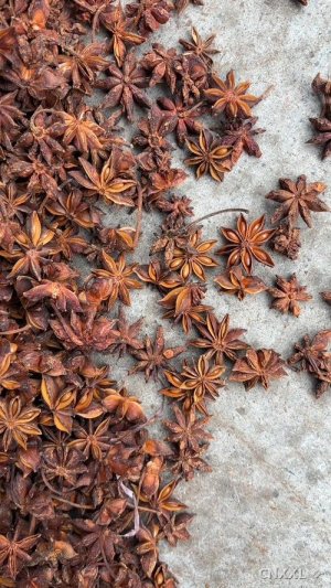 spice_5391073_5dd10044_1.jpg