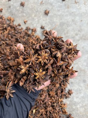 spice_5459926_03c595ed_1.jpg