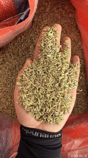 spice_5609303_8a10e721_1.jpg