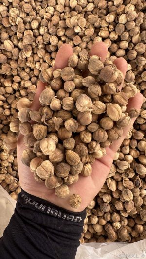 spice_5614465_de35f712_1.jpg
