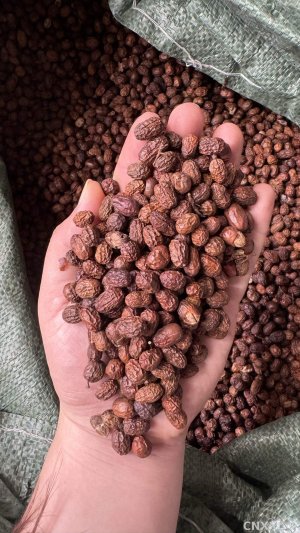 spice_5650534_a0279aec_1.jpg