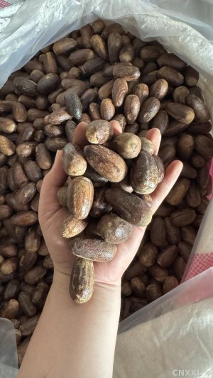 spice_5789809_18c3da40_1.jpg