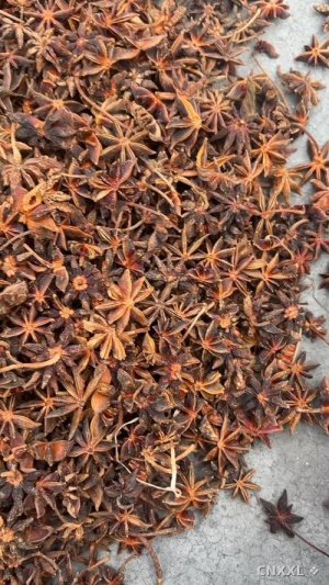spice_5908733_5370af0a_1.jpg