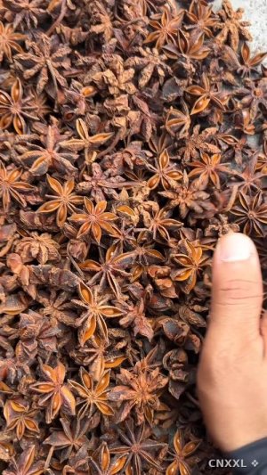 spice_6224813_ee26783a_1.jpg