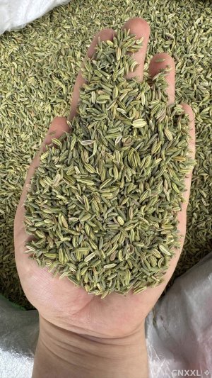 spice_6562824_5be6c685_1.jpg