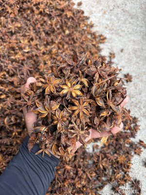 spice_6953152_88e686b0_1.jpg