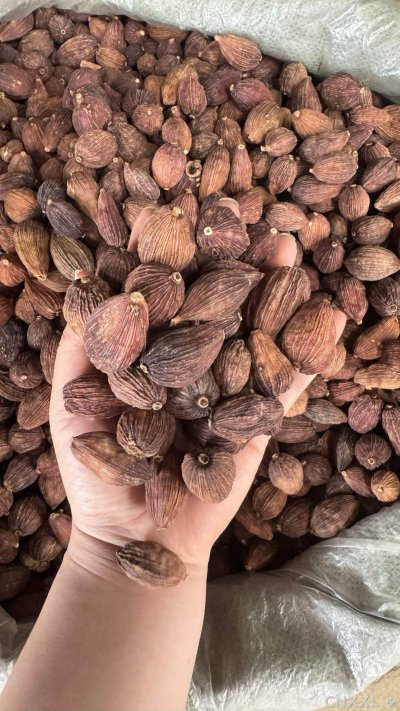 spice_100_3b33e23b_2.jpg