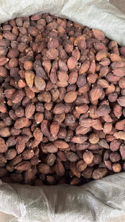 spice_100_936c7eec_3.jpg