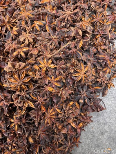 spice_10659_35f24f27_3.jpg