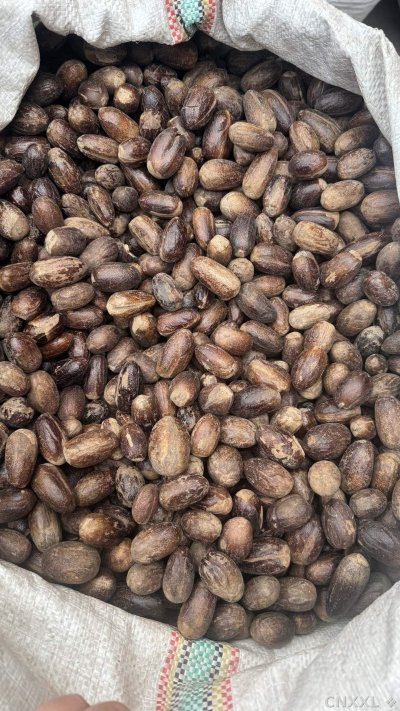 spice_109_60383901_2.jpg