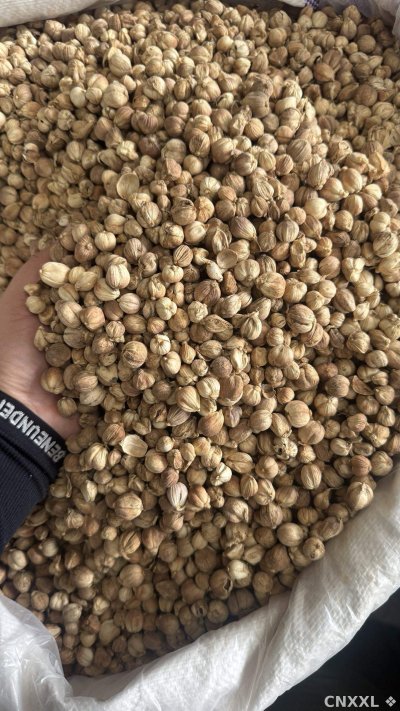 spice_12_361c50b8_3.jpg