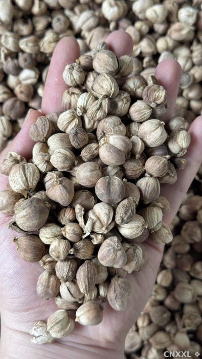 spice_13079_2c113207_2.jpg