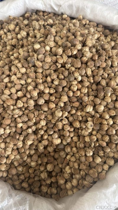 spice_13_3f9e443a_3.jpg