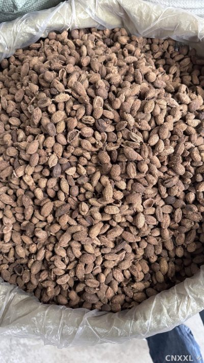 spice_147_16c96a1c_3.jpg