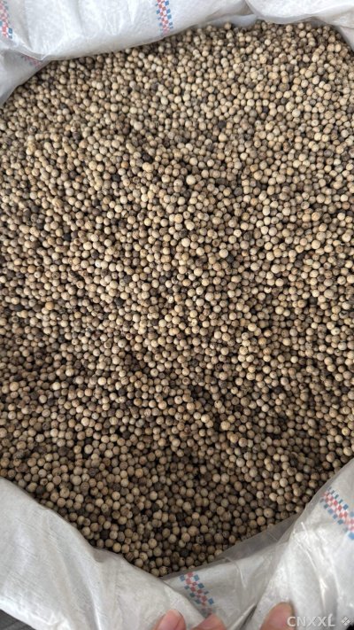 spice_1484_ab41601d_3.jpg
