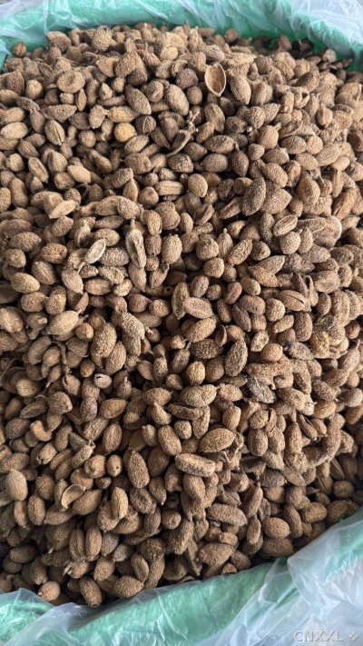 spice_149_46a17257_3.jpg