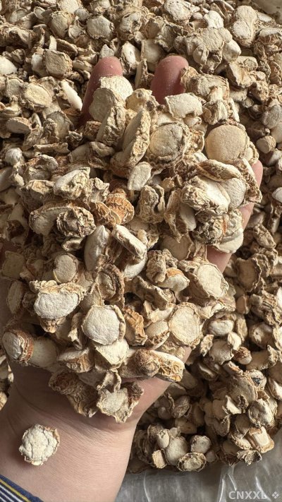 spice_153_3909ea4e_1.jpg