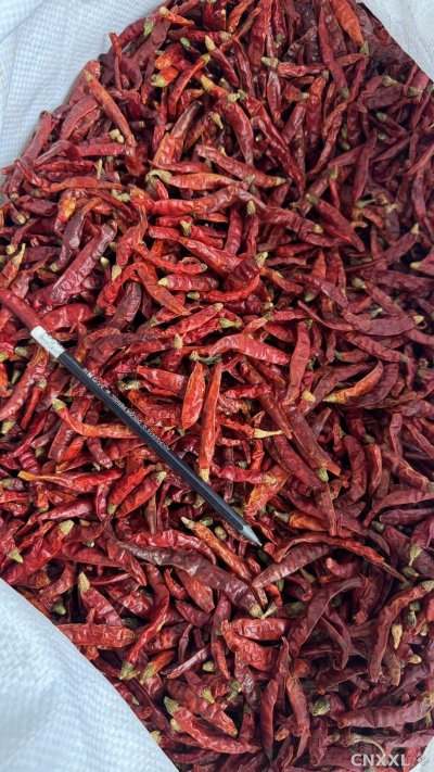 spice_171_6d880e09_3.jpg