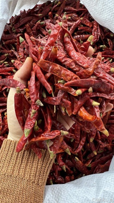 spice_172_f4006797_2.jpg