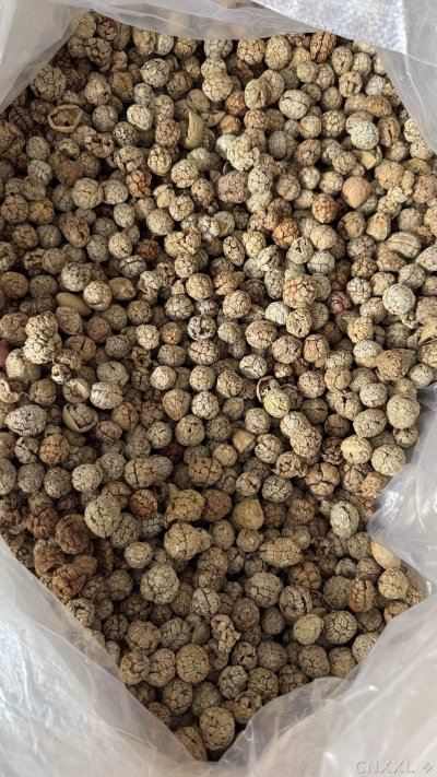 spice_19_62b18698_3.jpg