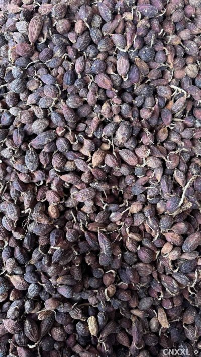 spice_24_28377790_3.jpg