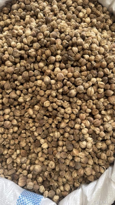 spice_2775_f4e671fa_3.jpg