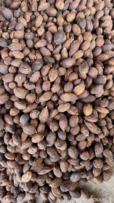 spice_27_1c203963_2.jpg