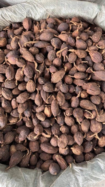 spice_31_04f91d4c_2.jpg